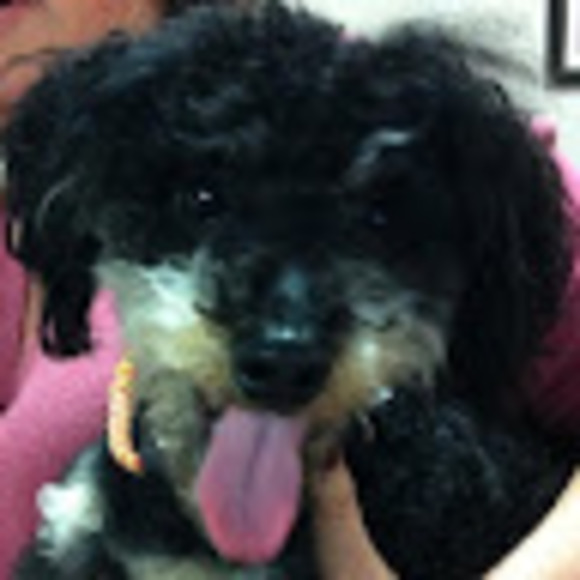 Meet your Posher, Shari - Picture 1 of 1